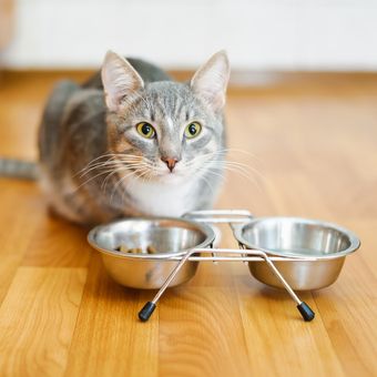 Ilustrasi kucing makan, mangkok makanan kucing. 