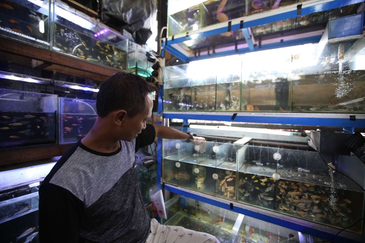 Penjualan ikan hias di pasar ikan hias di kawasan Perumnas Depok, Rabu (7/10/2020).       Semenjak musim pandemi Covid-19 penjualan ikan hias mengalami peningkatan.