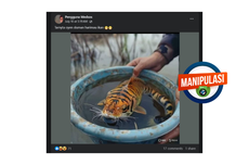 INFOGRAFIK: Konten Ikan Mirip Harimau Dibuat Menggunakan AI