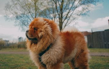 Daftar Negara yang Melarang Konsumsi Daging Anjing, Terbaru Korea ...