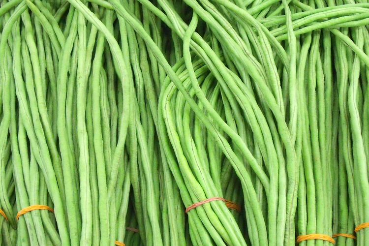Ilustrasi kacang panjang. 
