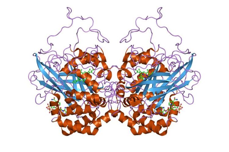 Struktur enzim katalase