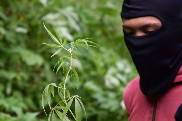 Pelaku YN tengah menunjukan pohon ganja yang ditanam secara sembunyi-sembunyi di lahan hutan seluas 1 hektar di Gunung Cibodas, Bukit Unggul, Perkebunan kina, Kampung Patrol Desa Sunten Jaya Lembang, Kabupaten Bandung Barat yang juga berbatasan dengan Daerah Cilengkrang, Kabupaten Bandung, Minggu (12/7/2020). Ladang ganja ini sudah berjalan satu tahun, setiap tiga bulan sekali pelaku memanen 20-40 kilogram ganja.