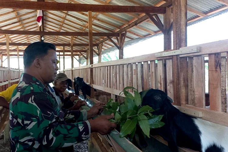 anggota Koramil 12 Gebang, Sertu Suryadi. Ditengah kesibukannya sebagai abdi negara, Sertu Suryadi sukses beternak kambing di Kabupaten Purworejo Jawa Tengah. 