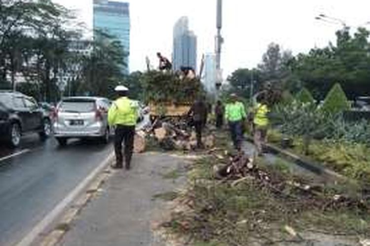Sebuah pohon tumbang di kawasan Sudirman Jakarta Pusat, Senin (1/2/2016). Akibat tumbangnya pohon tersebut sempat mengganggu arus lalu lintas dari arah Sudirman menuju Bundaran HI