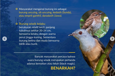 Yuk Simak Mitos dan Fakta Seputar Burung Wiwik Menurut Pakar IPB