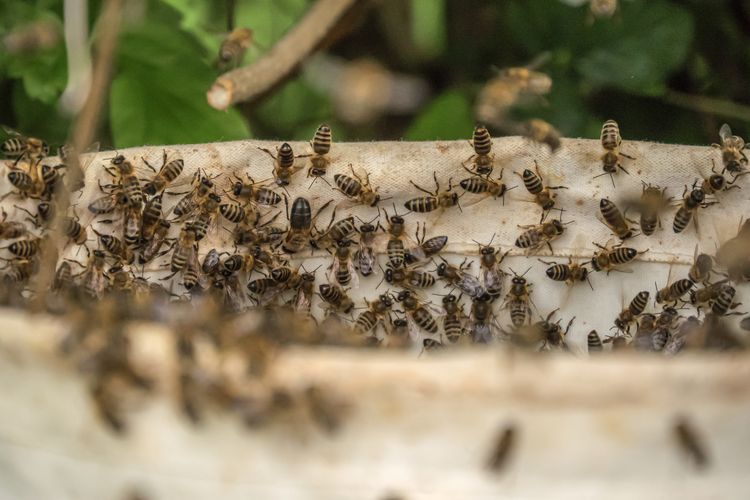 Ilustrasi kawanan lebah.