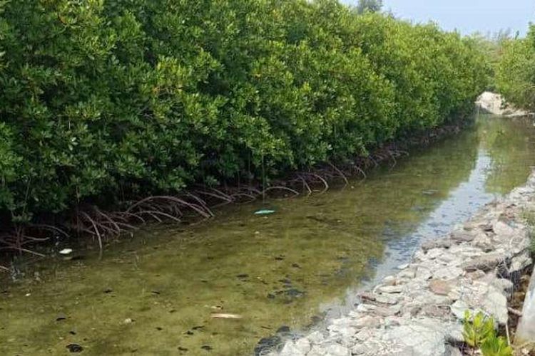 Tumpahan minyak ditemukan mencemari perairan sepanjang Pulau Kelapa, Kecamatan Kepulauan Seribu Utara, Kabupaten Kepulauan Seribu.