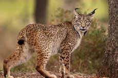 Kucing Langka Lynx Iberia Tak Lagi Masuk Daftar Hewan Terancam Punah