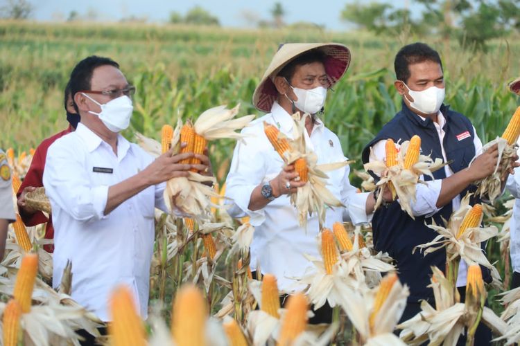 Datang Ke Kupang NTT, Mentan SYL Panen Raya Jagung