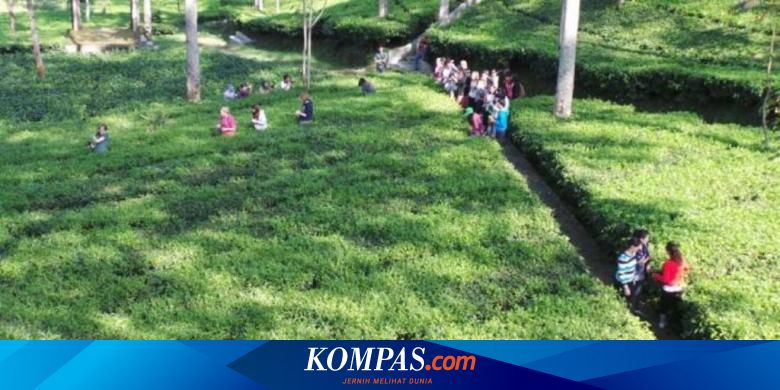 Menikmati Hijaunya Agrowisata Kebun Teh Tambi Wonosobo