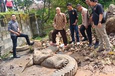 BERITA FOTO: Awas Buaya Lepas di Cianjur!