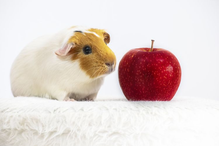 Ilustrasi guinea pig atau tikus belanda. Apel adalah salah satu makanan yang boleh diberikan ke guinea pig.