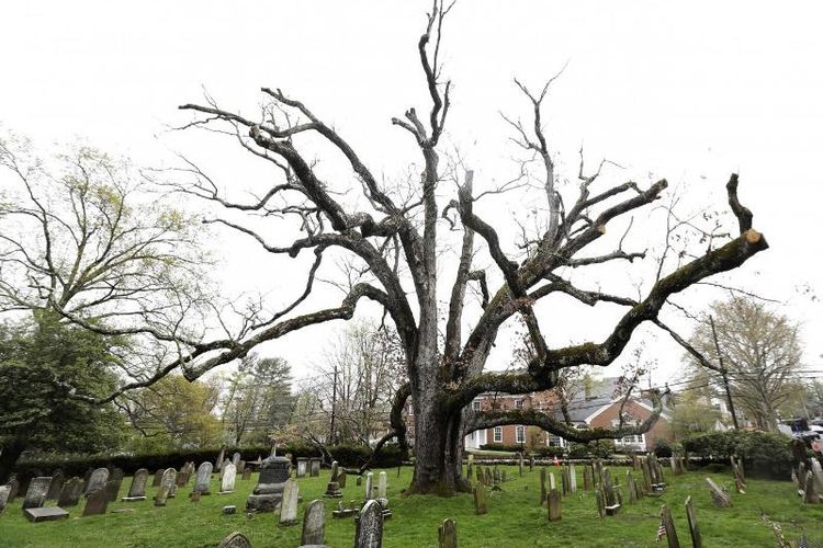 Pohon oak putih ini diperkirakan berusia setidaknya 600 tahun.