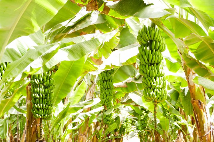 Ilustrasi pohon pisang, tanaman pisang, budidaya pisang.