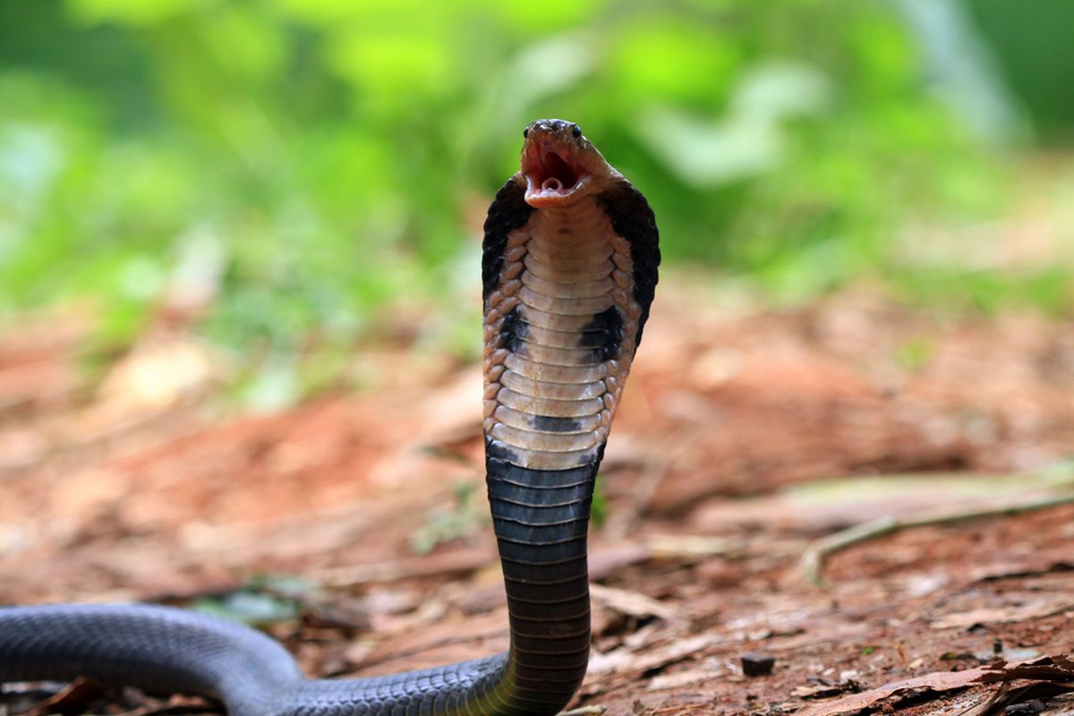 Ilustrasi ular kobra