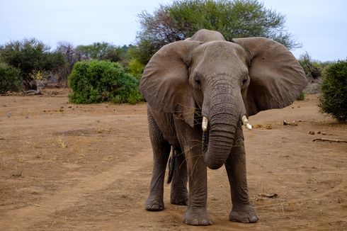 Arti Mimpi Melihat Gajah, Pertanda Buruk?