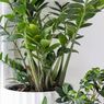 Ini Posisi Terbaik Meletakkan Tanaman ZZ di Rumah Menurut Feng Shui
