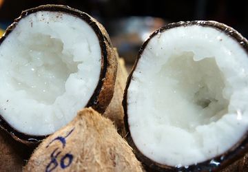 Kelapa Genjah Kopyor: Agronomi, Rantai Nilai, dan Pengembangan