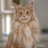 Mengenal Kucing Maine Coon, Dari Karakteristik Fisik hingga Sifatnya