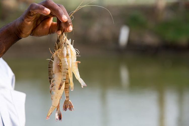 Ilustrasi penambakan udang