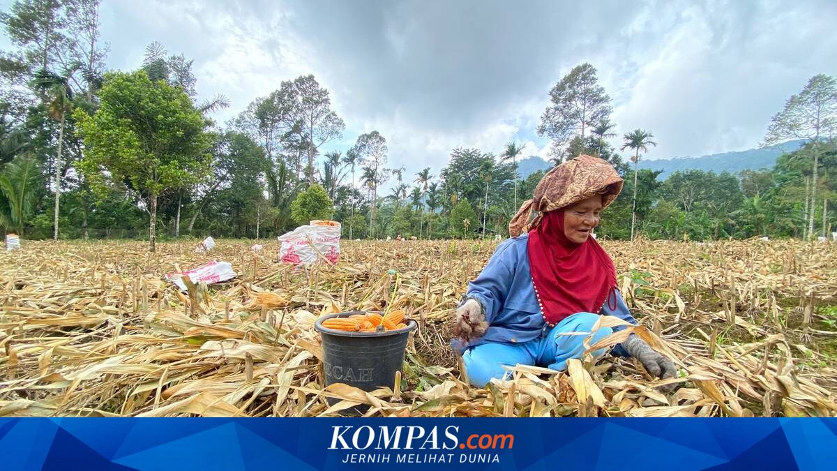 Cerita Kaum Ibu Menopang Keluarga dari Ongkos Memetik Jagung
