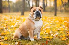 5 Ras Anjing Paling Malas, Salah Satunya Bulldog