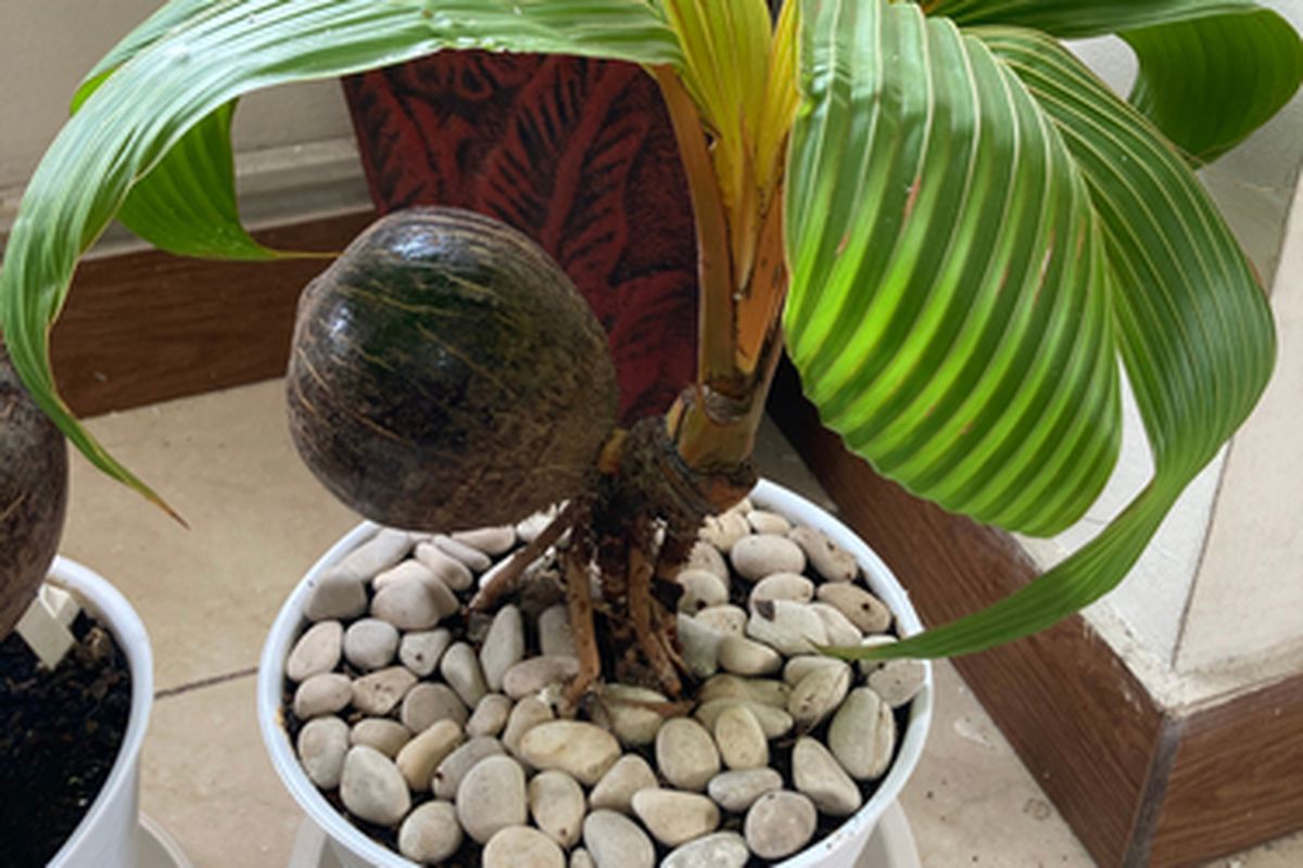 Bonsai kelapa