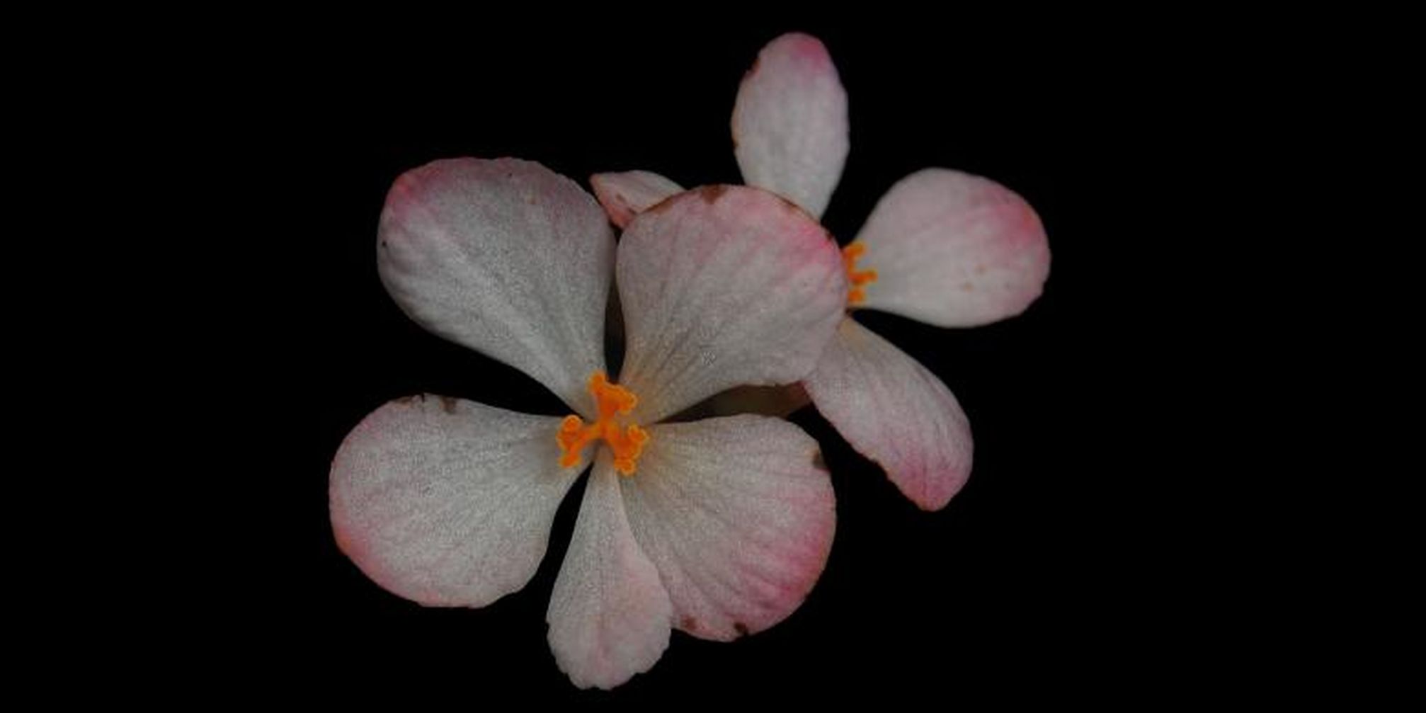 1844543begonia Gambutensis 2780x390 Jpg