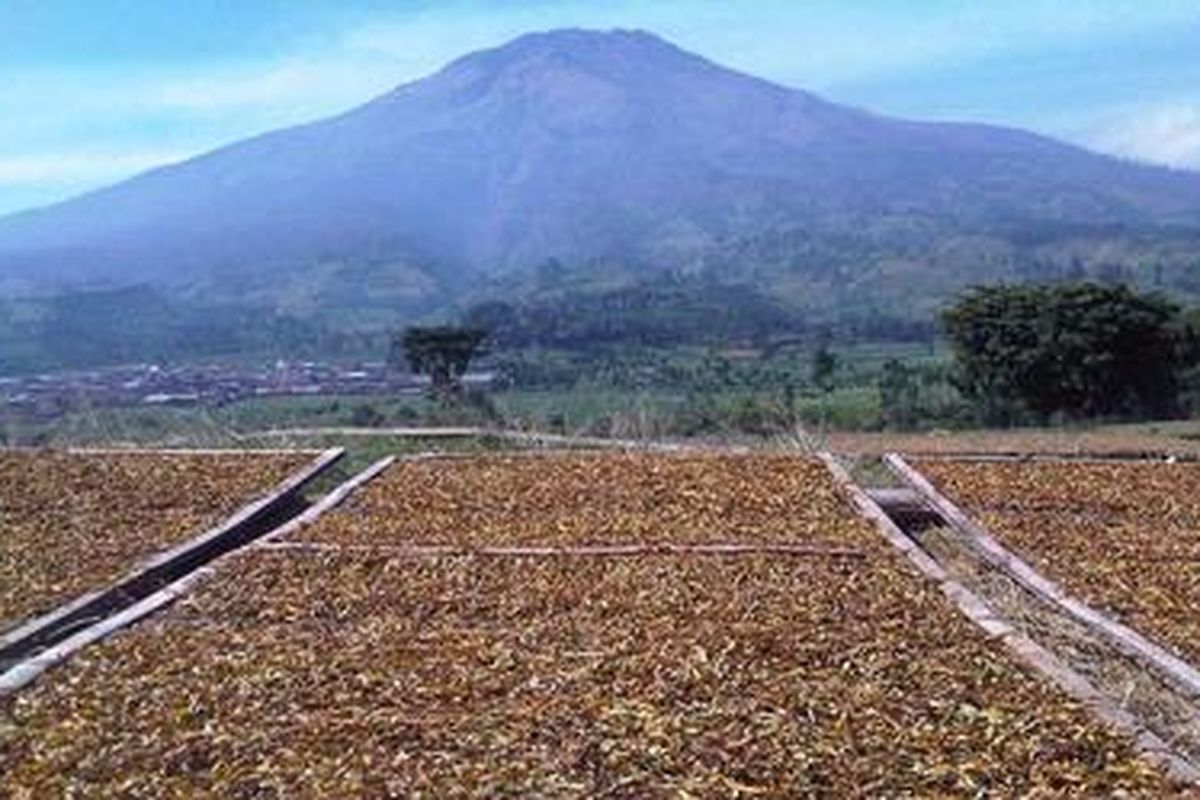 Jemuran tembakau di Temanggung.