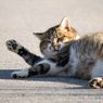 5 Alasan di Balik Kebiasaan Aneh Kucing 