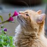 4 Bunga Cantik Ini Berbahaya untuk Kucing, Apa Saja?