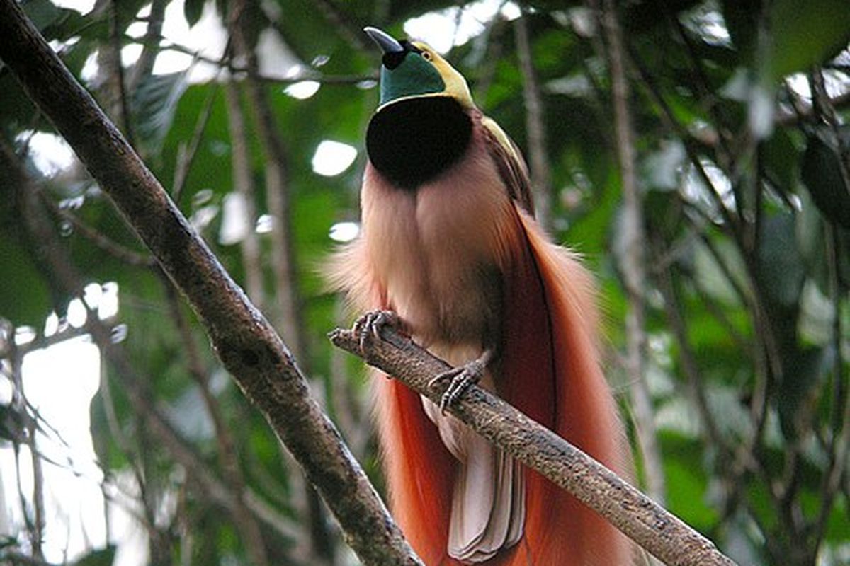 Burung cenderawasih