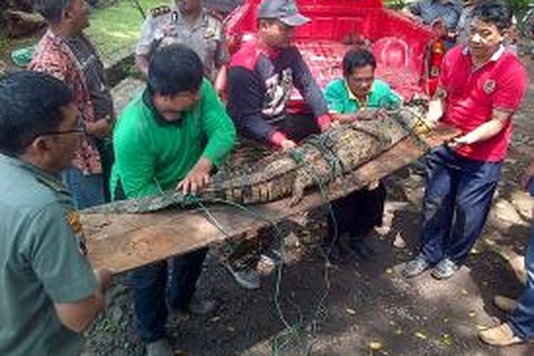 Petugas Taman Margasatwa Semarang memindahkan buaya muara ke 
Taman Satwa PT Sido Muncul, Bergas, Kabupaten Semarang