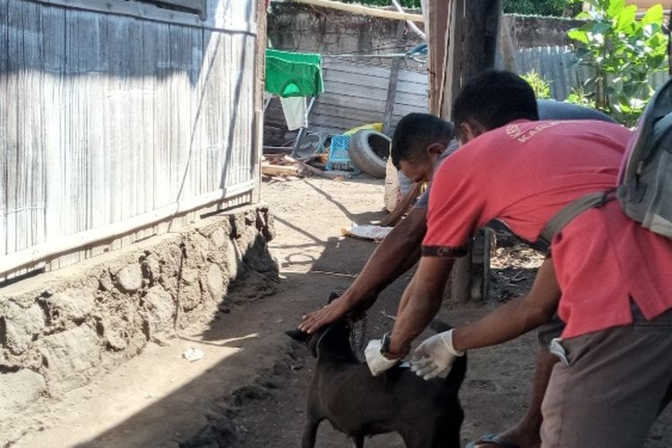 Foto: Petugas sedang melakukan vaksinasi di wilayah Kelurahan Waioti, Kabupaten Sikka, Selasa (16/5/2023).