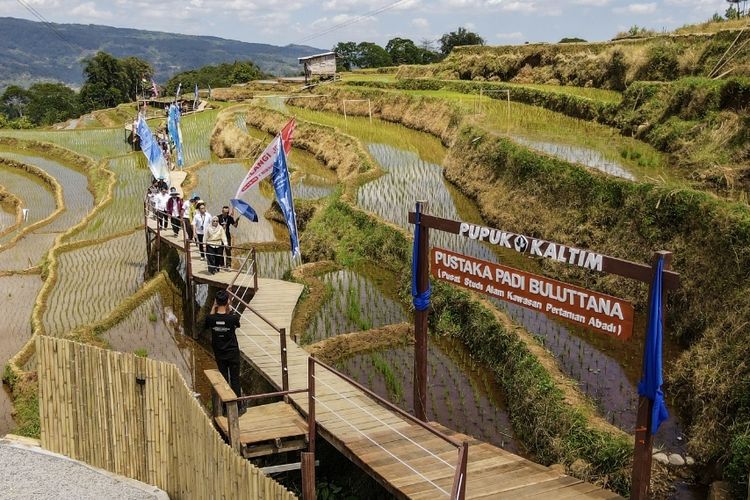 Kampung Sawah Abadi di Gowa Dibuka, Petani Bisa Panen 3 Kali Setahun