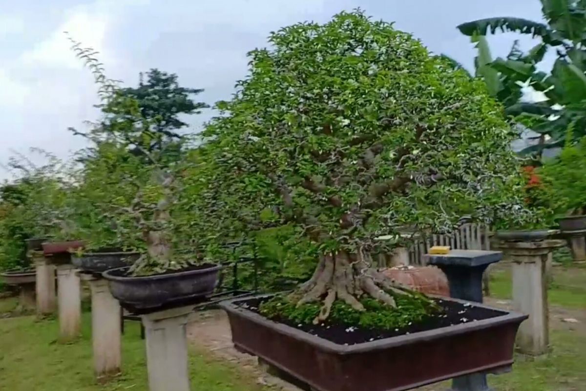 Kebun Bonsai di Jalan Pertamina, Depok, Senin (11/3/2019).