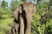 Induk Gajah Ria Lahirkan Bayi Betina di Taman Nasional Tesso Nilo