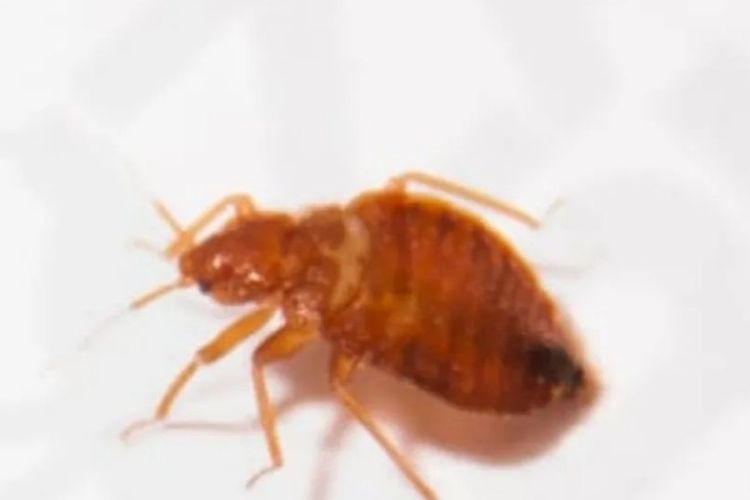 Ilustrasi kutu busuk.