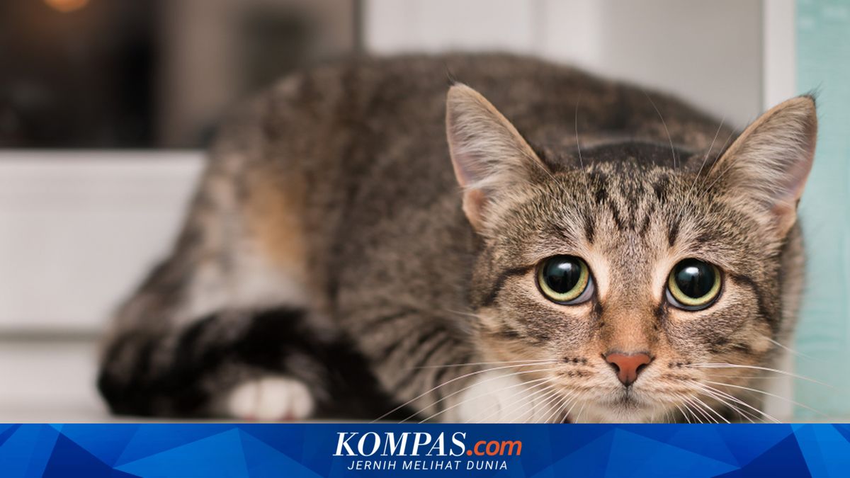 Apakah Kucing Bisa Depresi?