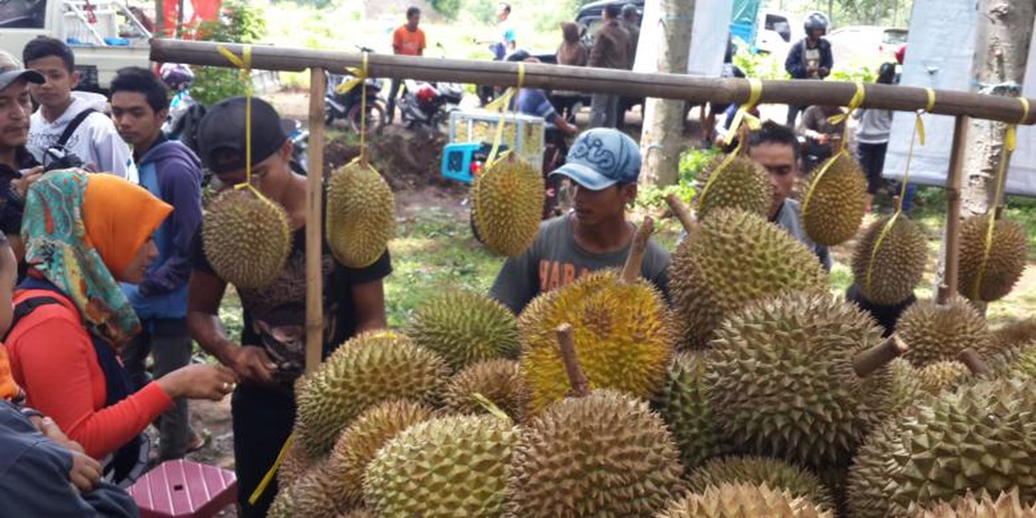 Download 930 Gambar Durian Ganjil Terbaru Gratis HD