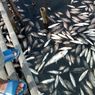 Viral, Video Ribuan Ikan Milik Warga Sayung Mati Massal, Ini Dugaan Penyebabnya