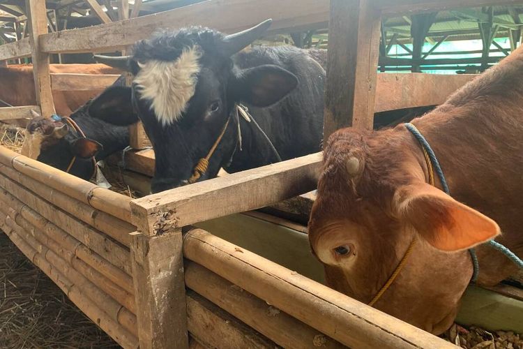 Jelang Idul Adha, Peternak Sapi di Kabupaten Bandung Fokus Kebersihan Kandang dan Beri Vitamin