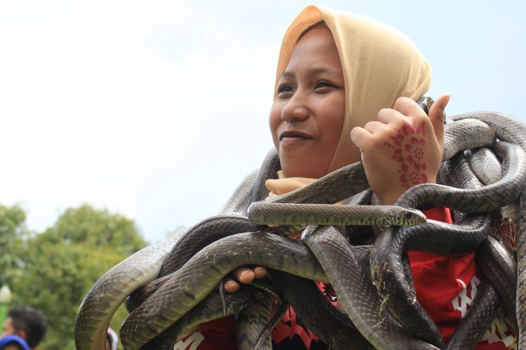 Salah satu peserta lomba tangkap ular di obyek wisata Sanggaluri Park di Desa Munjul, Kecamatan Bojongsari, Purbalingga, Jawa Tengah.