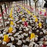 Harga Ayam Broiler dan Daging Sapi Kompak Naik, Berikut Harga Pangan di Jakarta Hari Ini