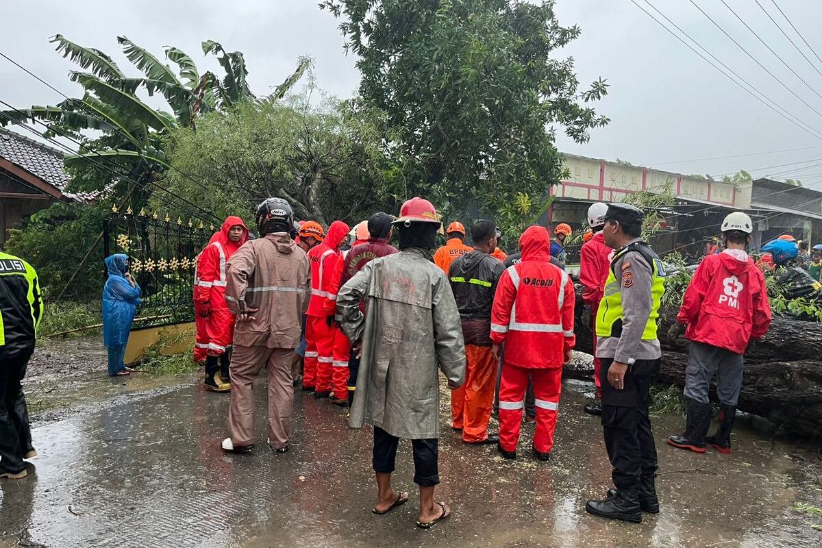 Hujan Disertai Angin di Kendal, 6 Pohon Tumbang, Pengendara Motor Jadi Korban