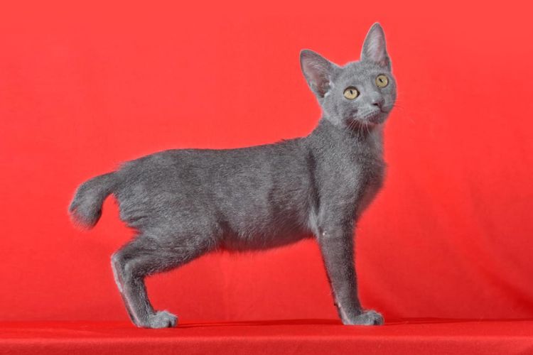 Kucing Busok, ras asli Indonesia.