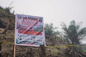 Lahan Bekas Karhutla di Dharmasraya Ditanami Sawit, Garis Polisi dan Plang Larangan Dipasang