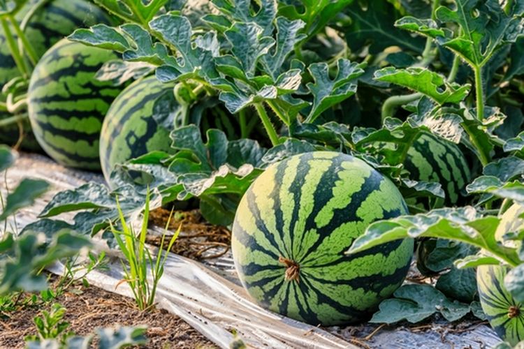 Ilustrasi semangka, menanam semangka, budidaya semangka. 