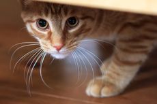 Penyebab Kucing Peliharaan Suka Menggigit Kaki Pemiliknya